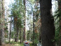 YosemiteCreek 124 : YosemiteCreek